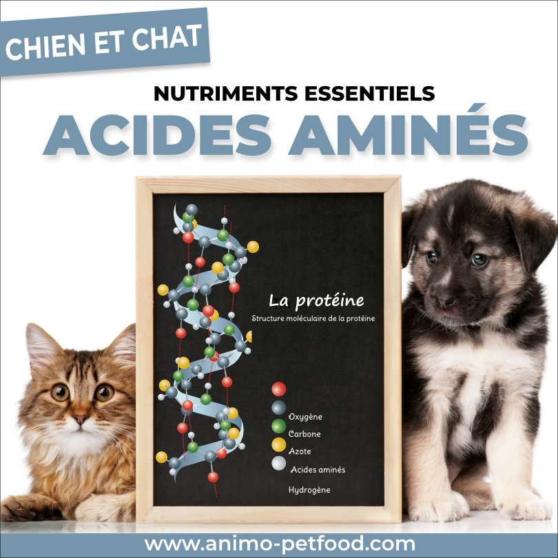 acides-amines-nutriments-essentiels-pour-chiens-et-chats